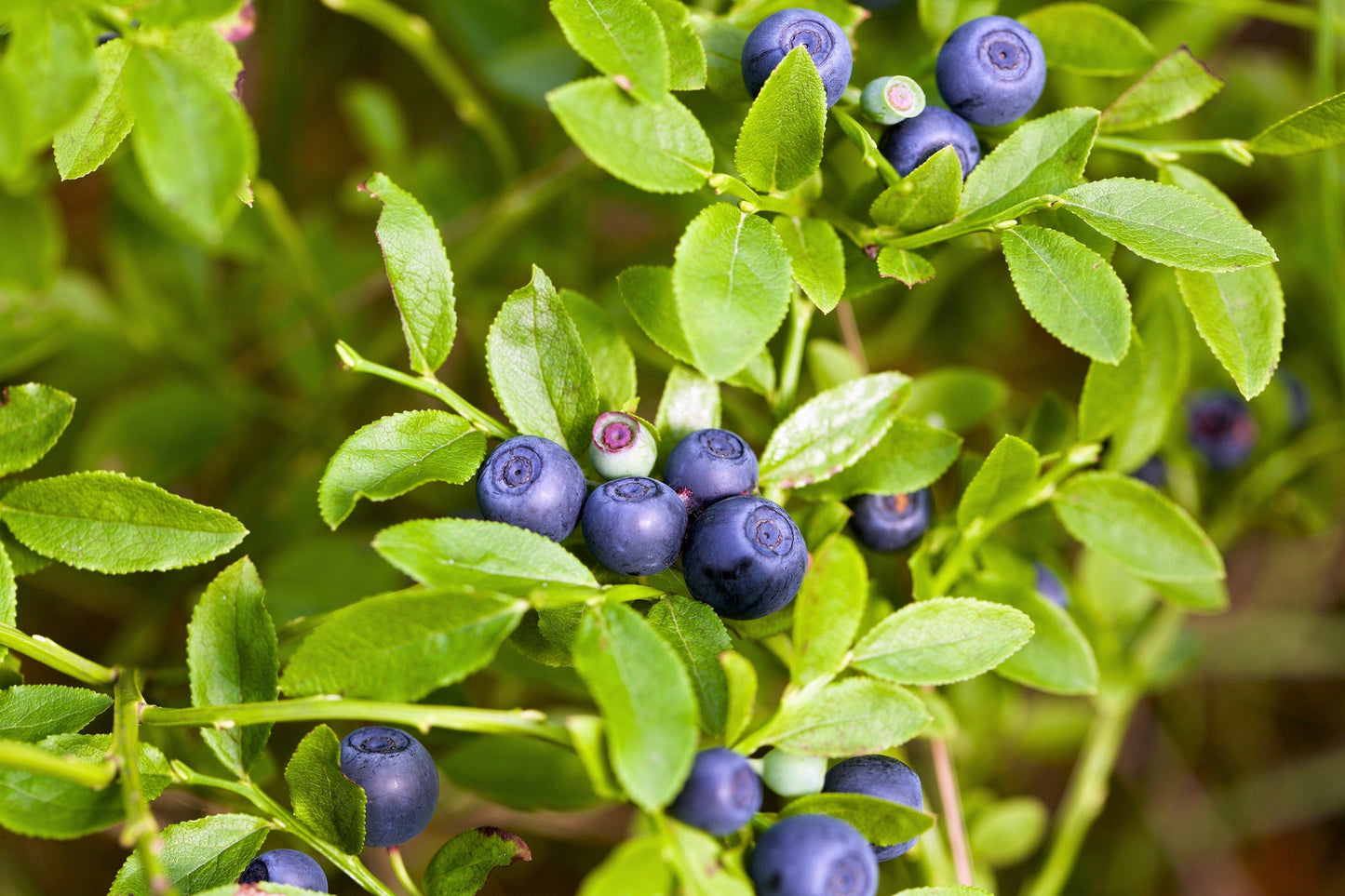 20 DWARF BILBERRY Vaccinium Caespitosum Dwarf Blueberry Whortleberry Pink Flower Blue Berry Fruit Evergreen Shrub Seeds
