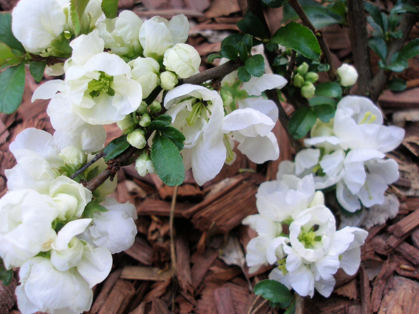 30 FLOWERING QUINCE Fruit Seeds - Pink Red White Orange Flowering Shrub - aka Japanese, Chinese, & Common Quince - Chaenomeles Speciosa