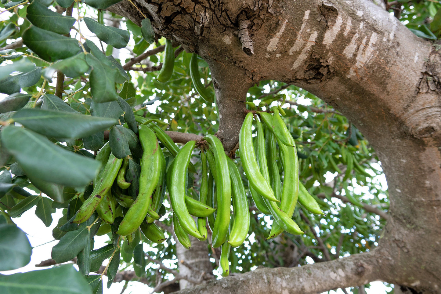20 CAROB TREE Saint John's Bread Ceratonia Siliqua Evergreen Edible Fruit Pods Legume Flowering Ornamental Tree Seeds