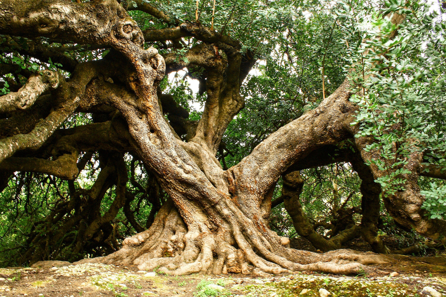 20 CAROB TREE Saint John's Bread Ceratonia Siliqua Evergreen Edible Fruit Pods Legume Flowering Ornamental Tree Seeds