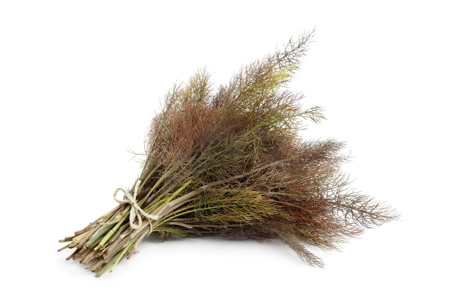 100 Organic BRONZE FENNEL Foeniculum Vulgare Purpureum Herb Bronze Foliage Yellow Flower Seeds