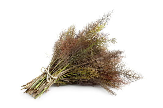 100 Organic BRONZE FENNEL Foeniculum Vulgare Purpureum Herb Bronze Foliage Yellow Flower Seeds