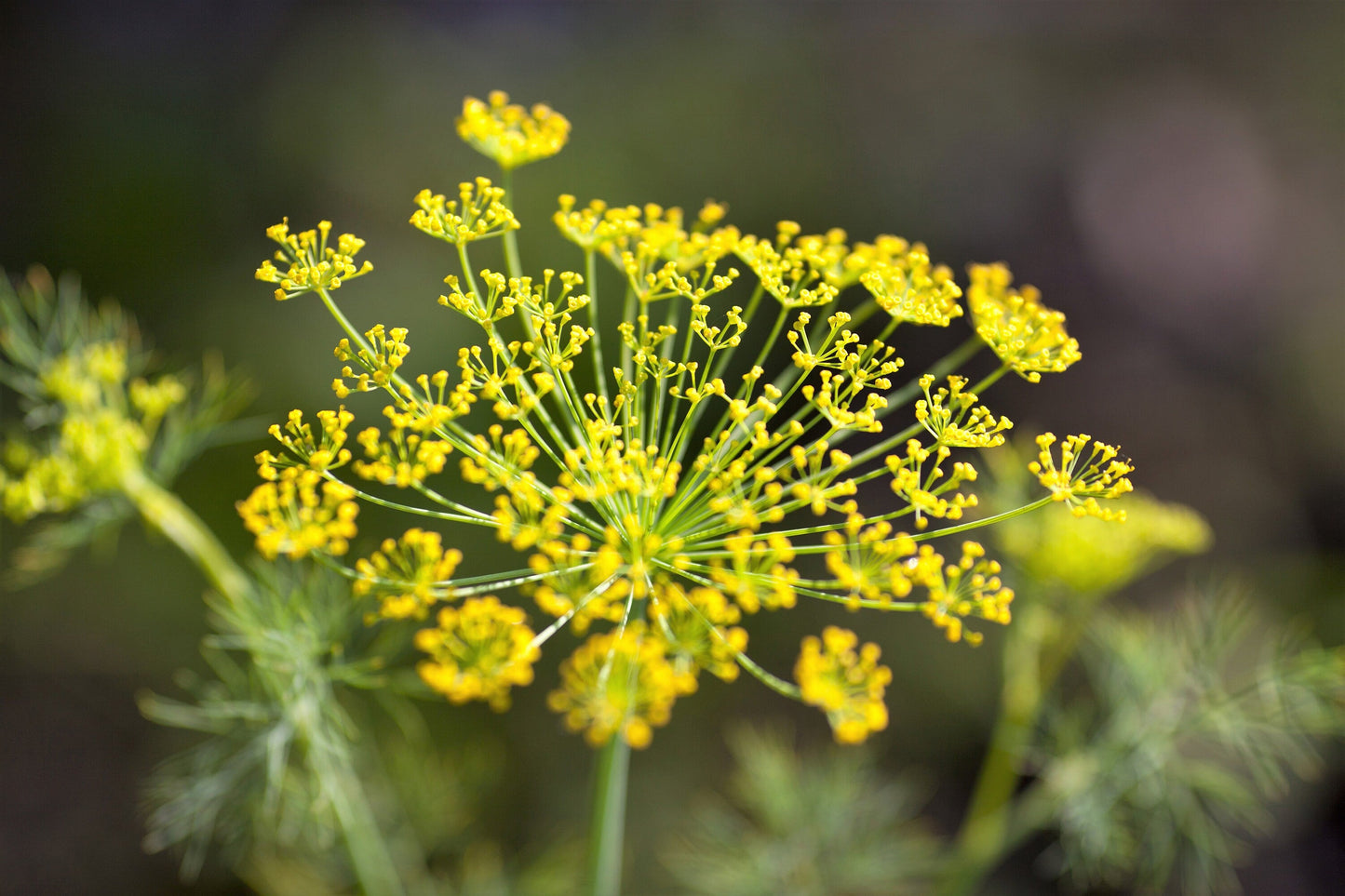 100 Organic BRONZE FENNEL Foeniculum Vulgare Purpureum Herb Bronze Foliage Yellow Flower Seeds
