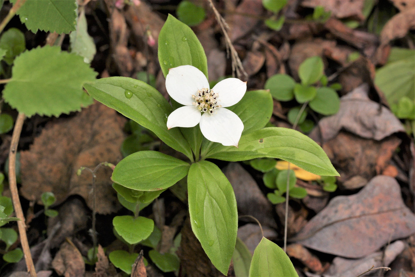 15 WESTERN BUNCHBERRY Alaskan Dogwood Canadian Cornus Unalaschkensis White Sun or Shade Groundcover Flower Edible Red Berry Herb Seeds