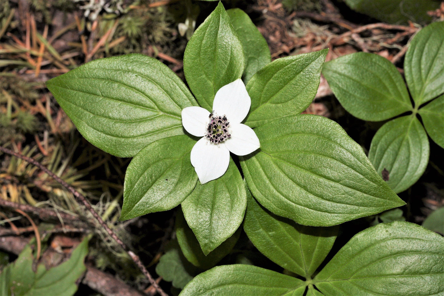 15 WESTERN BUNCHBERRY Alaskan Dogwood Canadian Cornus Unalaschkensis White Sun or Shade Groundcover Flower Edible Red Berry Herb Seeds