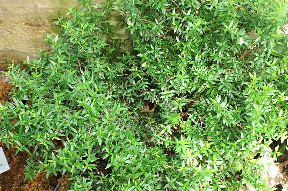 20 TRUE MYRTLE Myrtus Communis aka Common & Sweet Myrtle Fragrant White Flower Edible Blue Berry Fruit Shrub Seeds