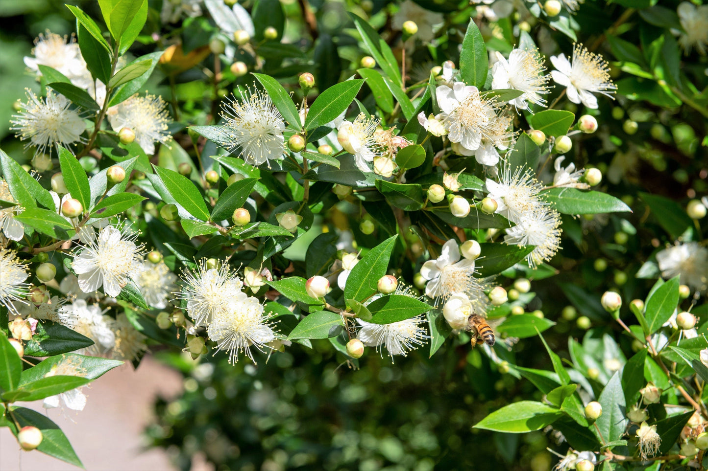 20 TRUE MYRTLE Myrtus Communis aka Common & Sweet Myrtle Fragrant White Flower Edible Blue Berry Fruit Shrub Seeds