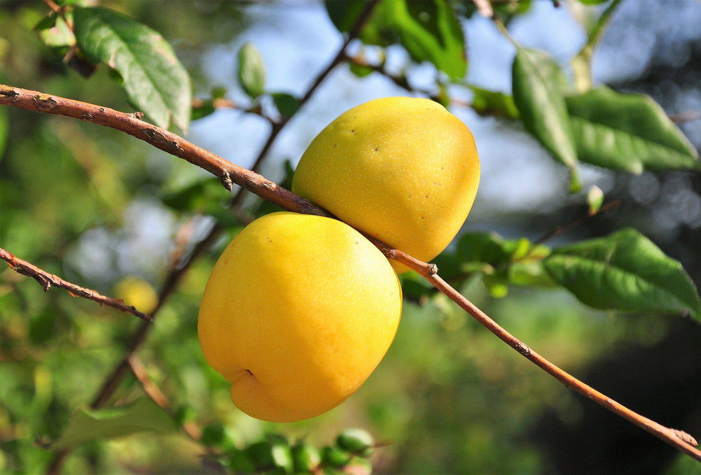 30 FLOWERING QUINCE Fruit Seeds - Pink Red White Orange Flowering Shrub - aka Japanese, Chinese, & Common Quince - Chaenomeles Speciosa