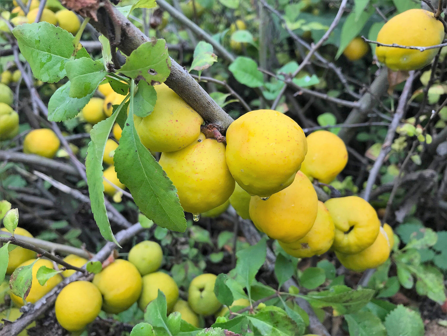 30 FLOWERING QUINCE Fruit Seeds - Pink Red White Orange Flowering Shrub - aka Japanese, Chinese, & Common Quince - Chaenomeles Speciosa