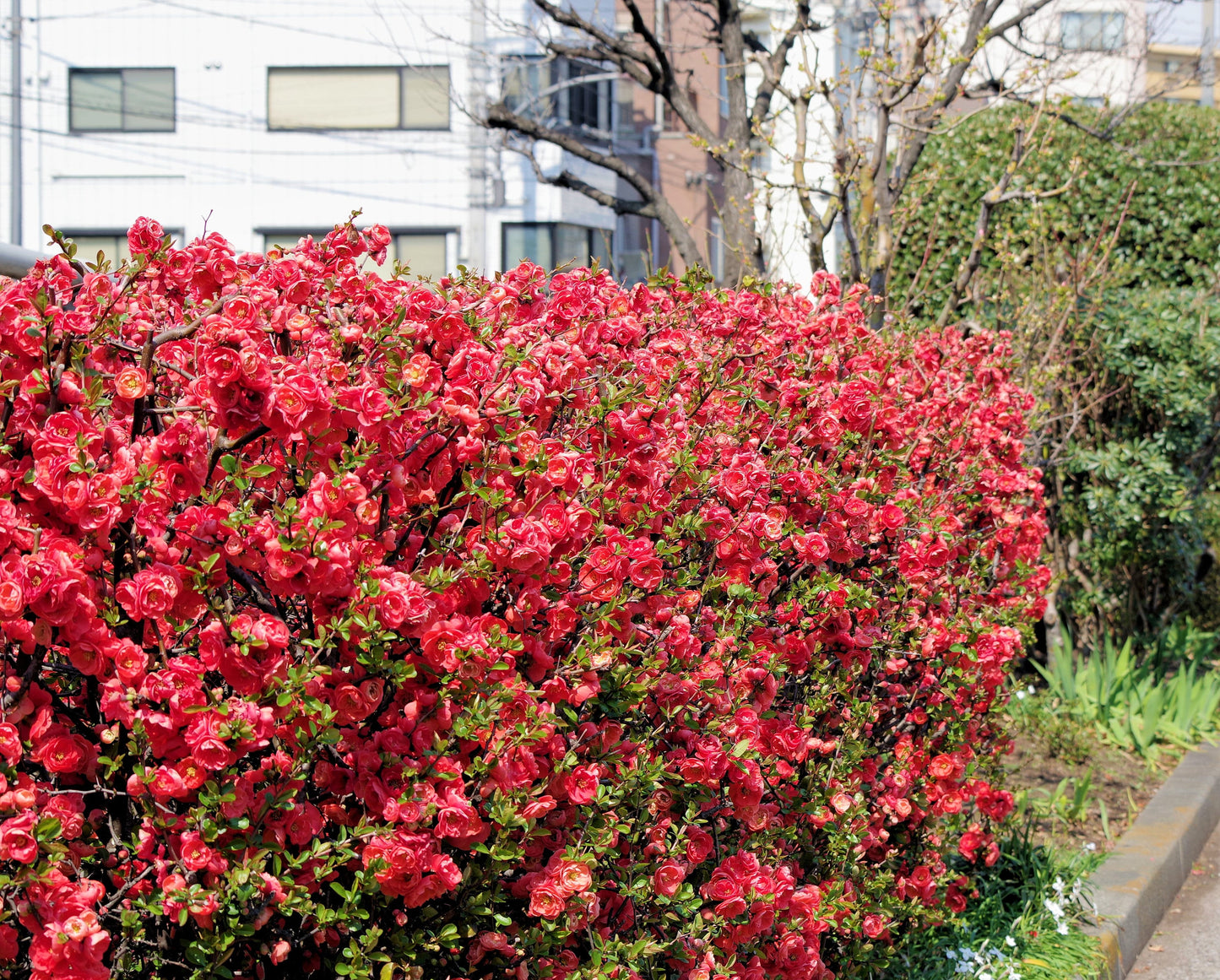 30 FLOWERING QUINCE Fruit Seeds - Pink Red White Orange Flowering Shrub - aka Japanese, Chinese, & Common Quince - Chaenomeles Speciosa
