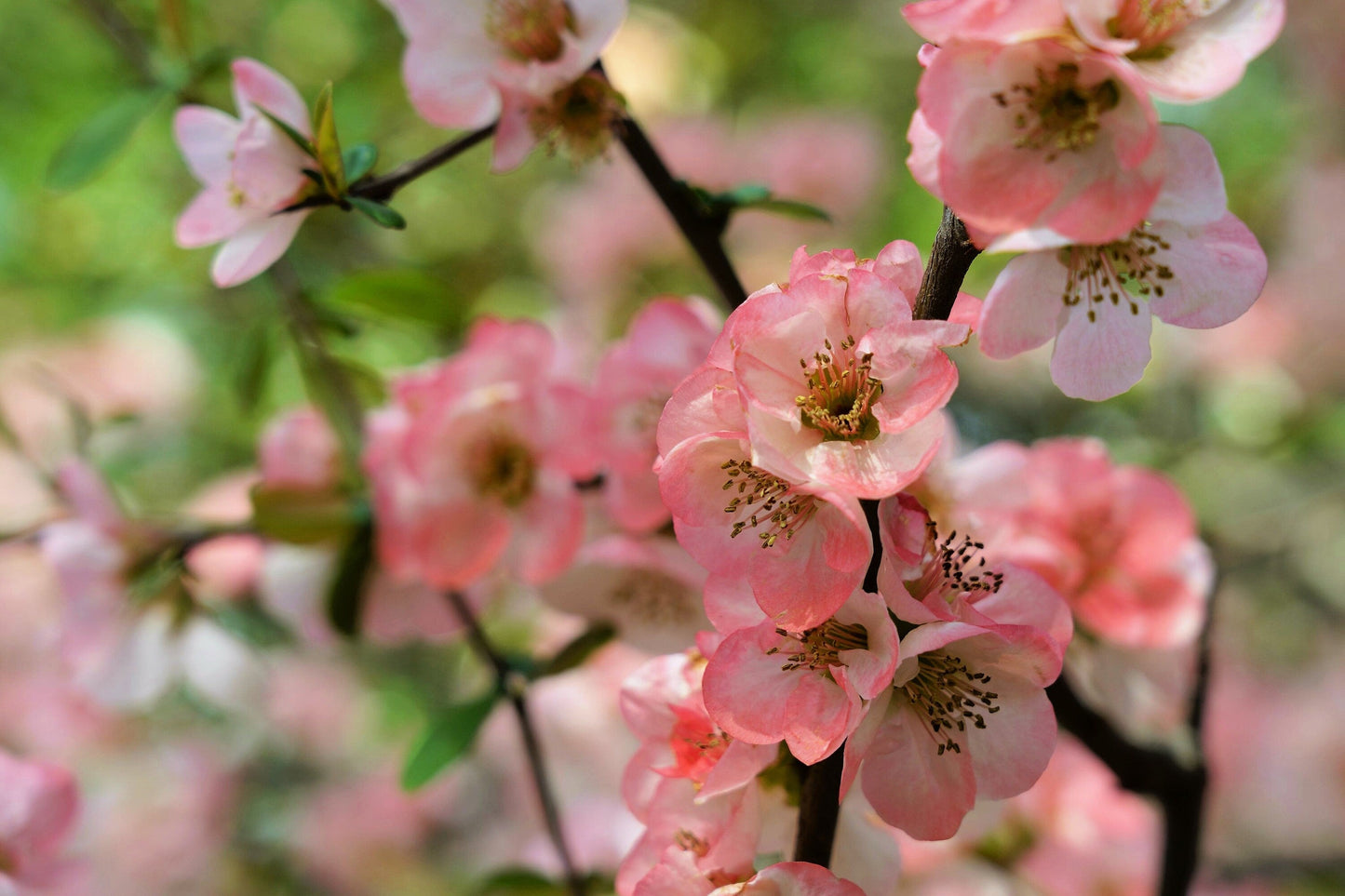 30 FLOWERING QUINCE Fruit Seeds - Pink Red White Orange Flowering Shrub - aka Japanese, Chinese, & Common Quince - Chaenomeles Speciosa