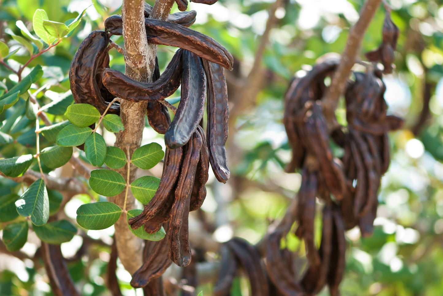 20 CAROB TREE Saint John's Bread Ceratonia Siliqua Evergreen Edible Fruit Pods Legume Flowering Ornamental Tree Seeds