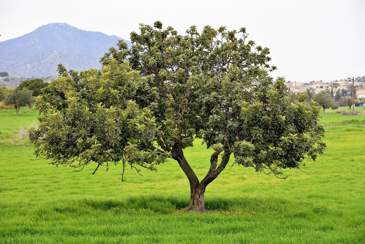 20 CAROB TREE Saint John's Bread Ceratonia Siliqua Evergreen Edible Fruit Pods Legume Flowering Ornamental Tree Seeds