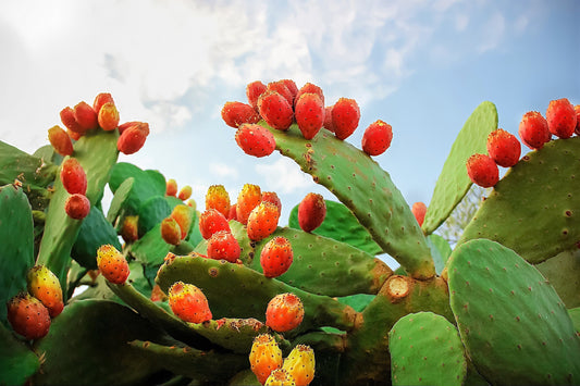 10 Orange PRICKLY PEAR CACTUS Nopal Indian Fig Opuntia Ficus-Indica Fruit Flower Seeds