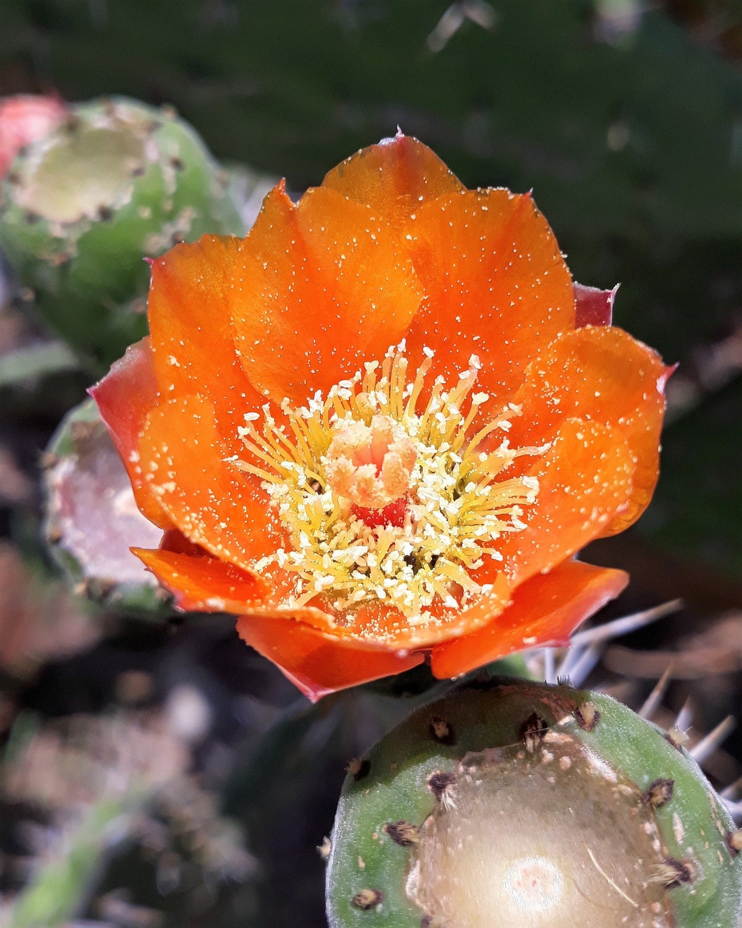 10 Orange PRICKLY PEAR CACTUS Nopal Indian Fig Opuntia Ficus-Indica Fruit Flower Seeds