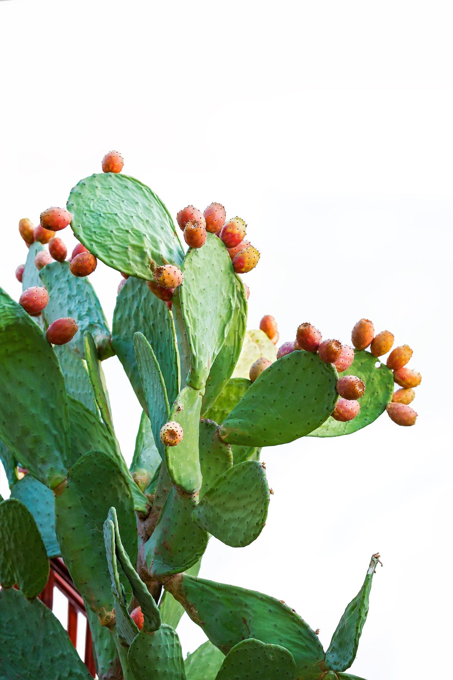 10 Orange PRICKLY PEAR CACTUS Nopal Indian Fig Opuntia Ficus-Indica Fruit Flower Seeds