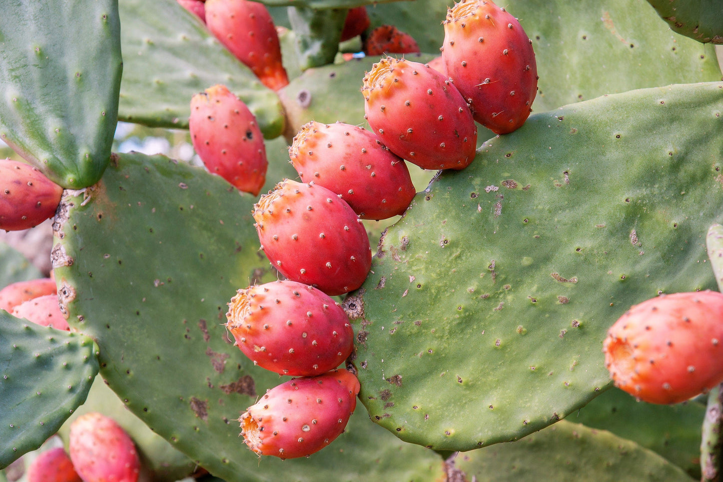10 Orange PRICKLY PEAR CACTUS Nopal Indian Fig Opuntia Ficus-Indica Fruit Flower Seeds