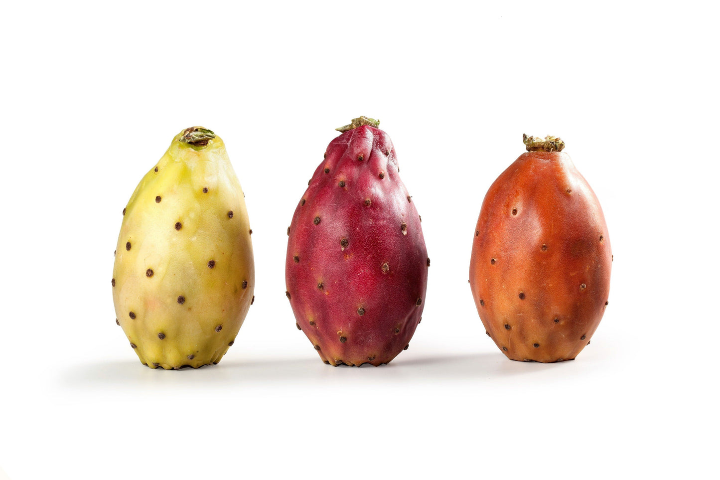 10 Orange PRICKLY PEAR CACTUS Nopal Indian Fig Opuntia Ficus-Indica Fruit Flower Seeds