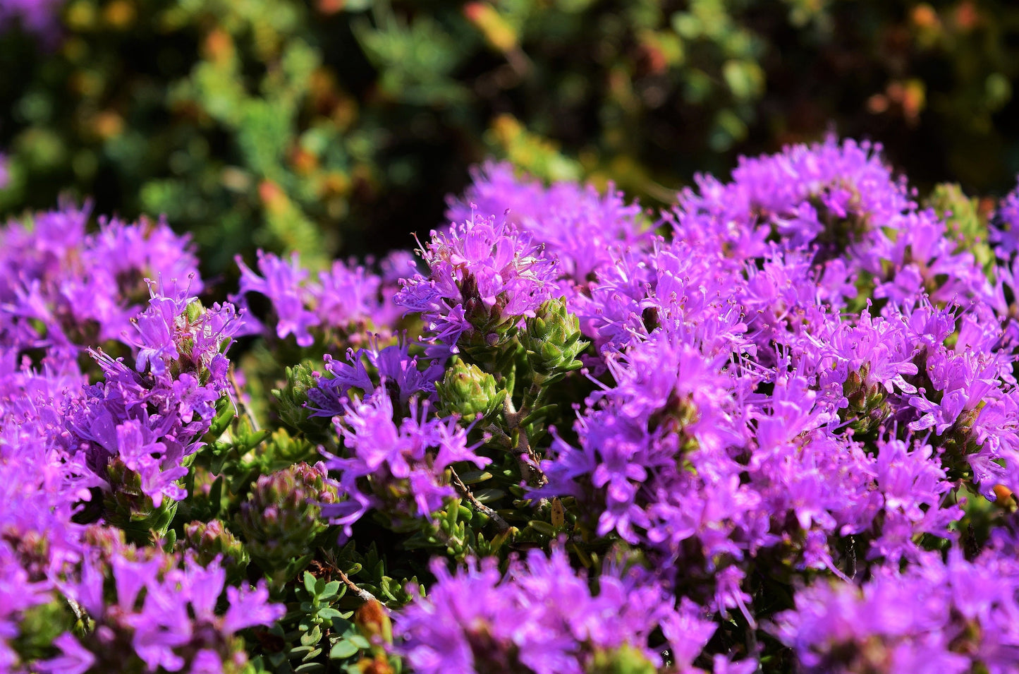 40 CONEHEAD THYME Thymus Capitatus syn. Thymbra Capitata Mediterranean aka Spanish Oregano Persian Hyssop Herb Purple Flower Seeds
