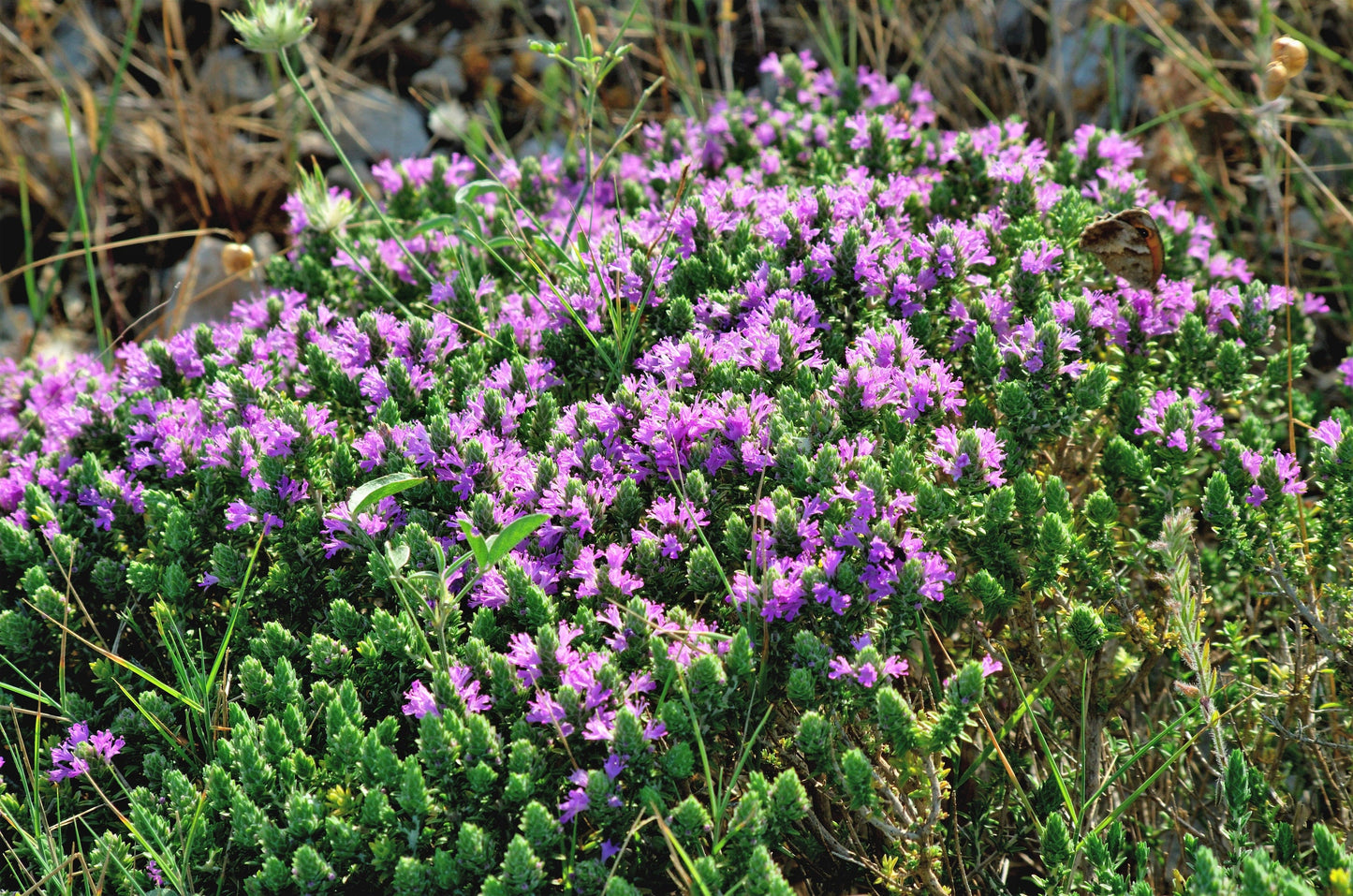 40 CONEHEAD THYME Thymus Capitatus syn. Thymbra Capitata Mediterranean aka Spanish Oregano Persian Hyssop Herb Purple Flower Seeds