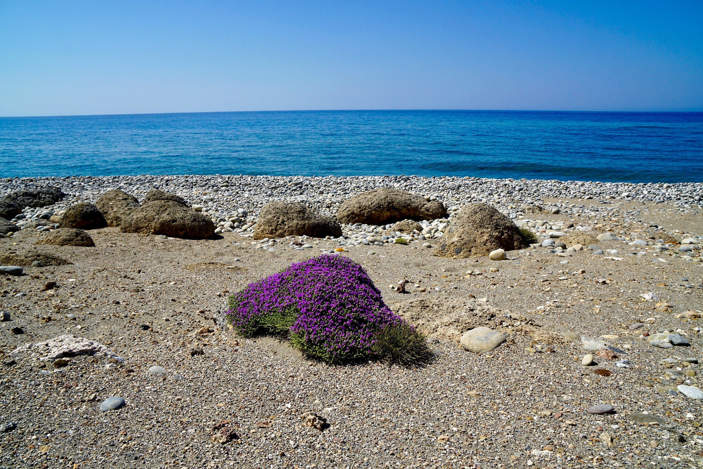 40 CONEHEAD THYME Thymus Capitatus syn. Thymbra Capitata Mediterranean aka Spanish Oregano Persian Hyssop Herb Purple Flower Seeds