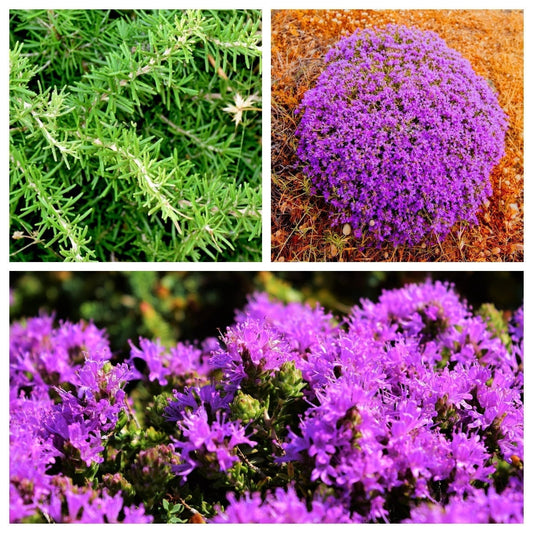 40 CONEHEAD THYME Thymus Capitatus syn. Thymbra Capitata Mediterranean aka Spanish Oregano Persian Hyssop Herb Purple Flower Seeds