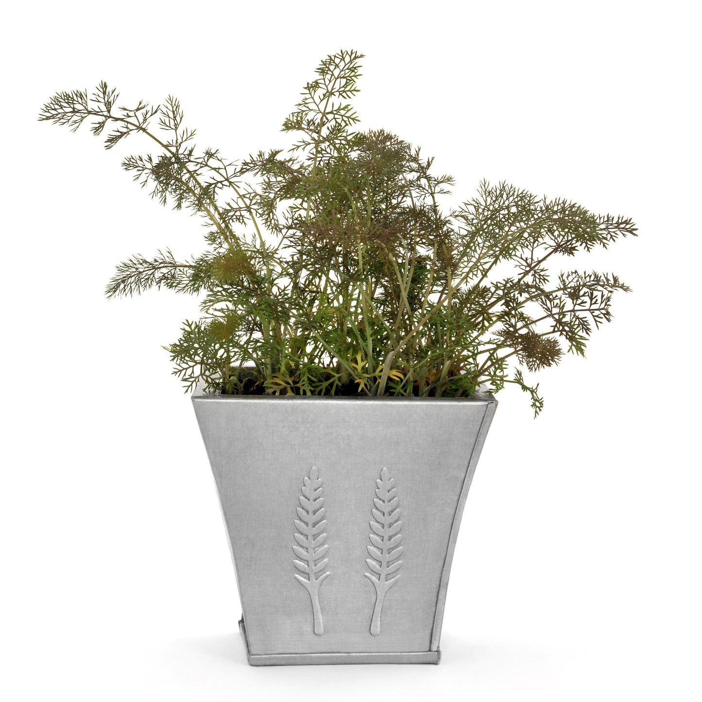 100 Organic BRONZE FENNEL Foeniculum Vulgare Purpureum Herb Bronze Foliage Yellow Flower Seeds