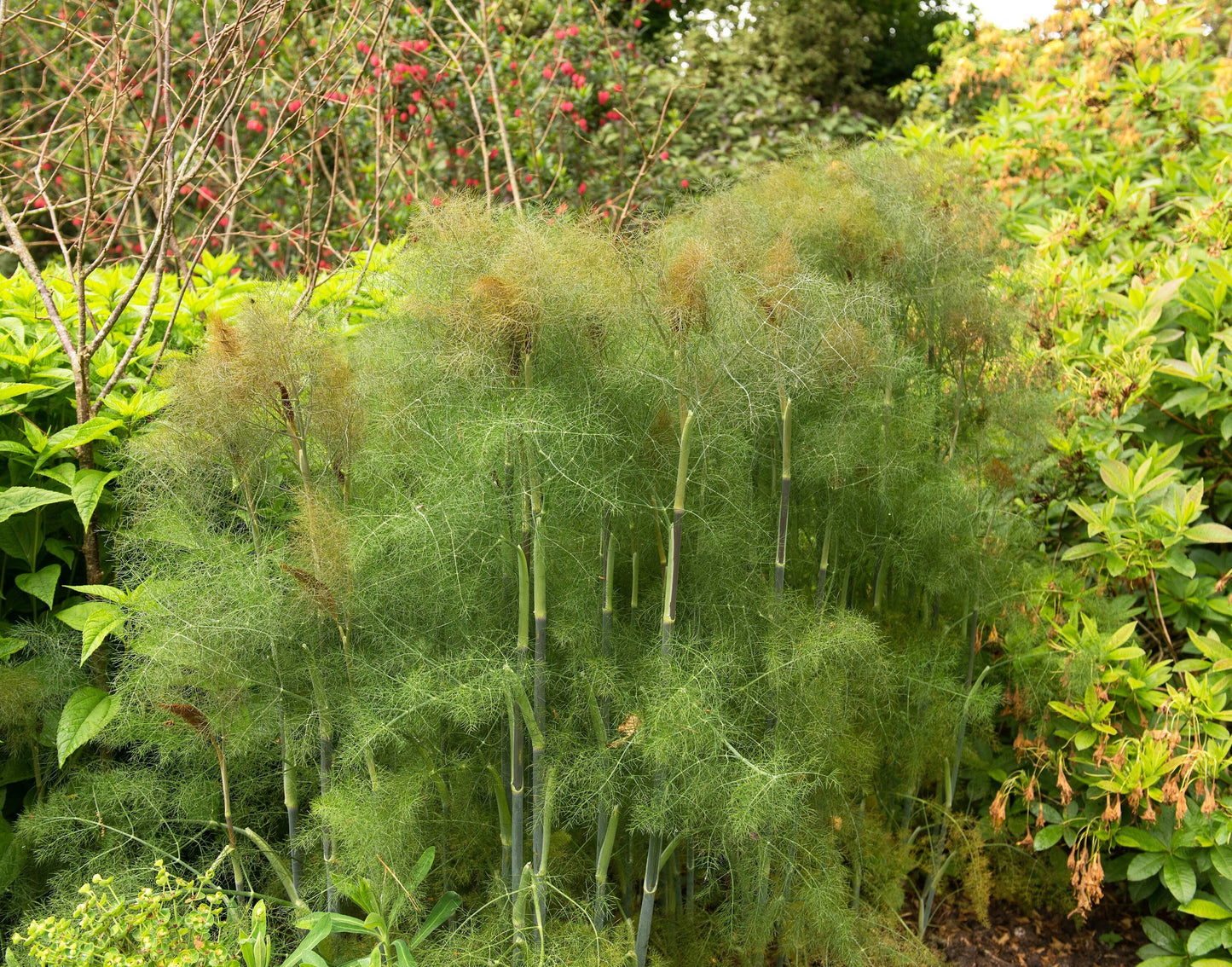 100 Organic BRONZE FENNEL Foeniculum Vulgare Purpureum Herb Bronze Foliage Yellow Flower Seeds