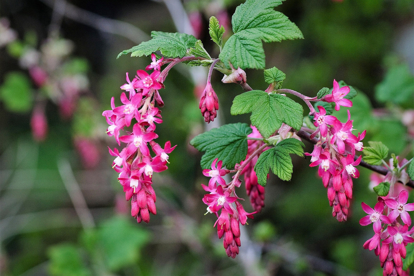 25 RED FLOWERING CURRANT Ribes Sanguineum aka Blood Currant Edible Fruit Blue Black Berries Shrub Seeds