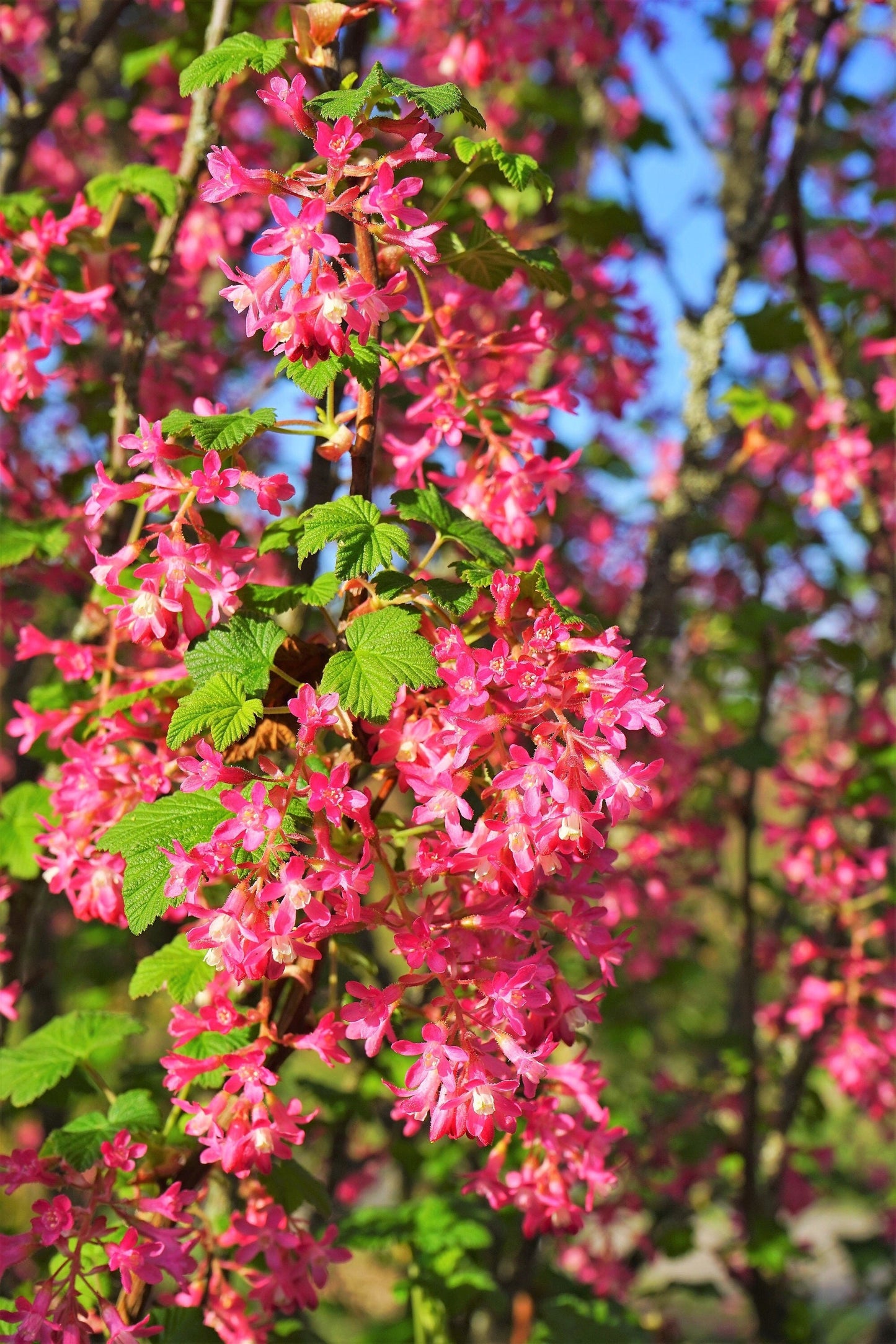25 RED FLOWERING CURRANT Ribes Sanguineum aka Blood Currant Edible Fruit Blue Black Berries Shrub Seeds