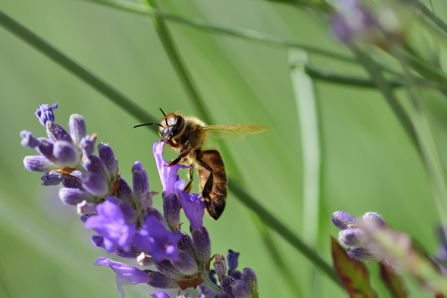 300 ITALIAN LAVENDER Lavandula Angustifolia Lavender Blue Purple Fragrant Flower Herb Seeds