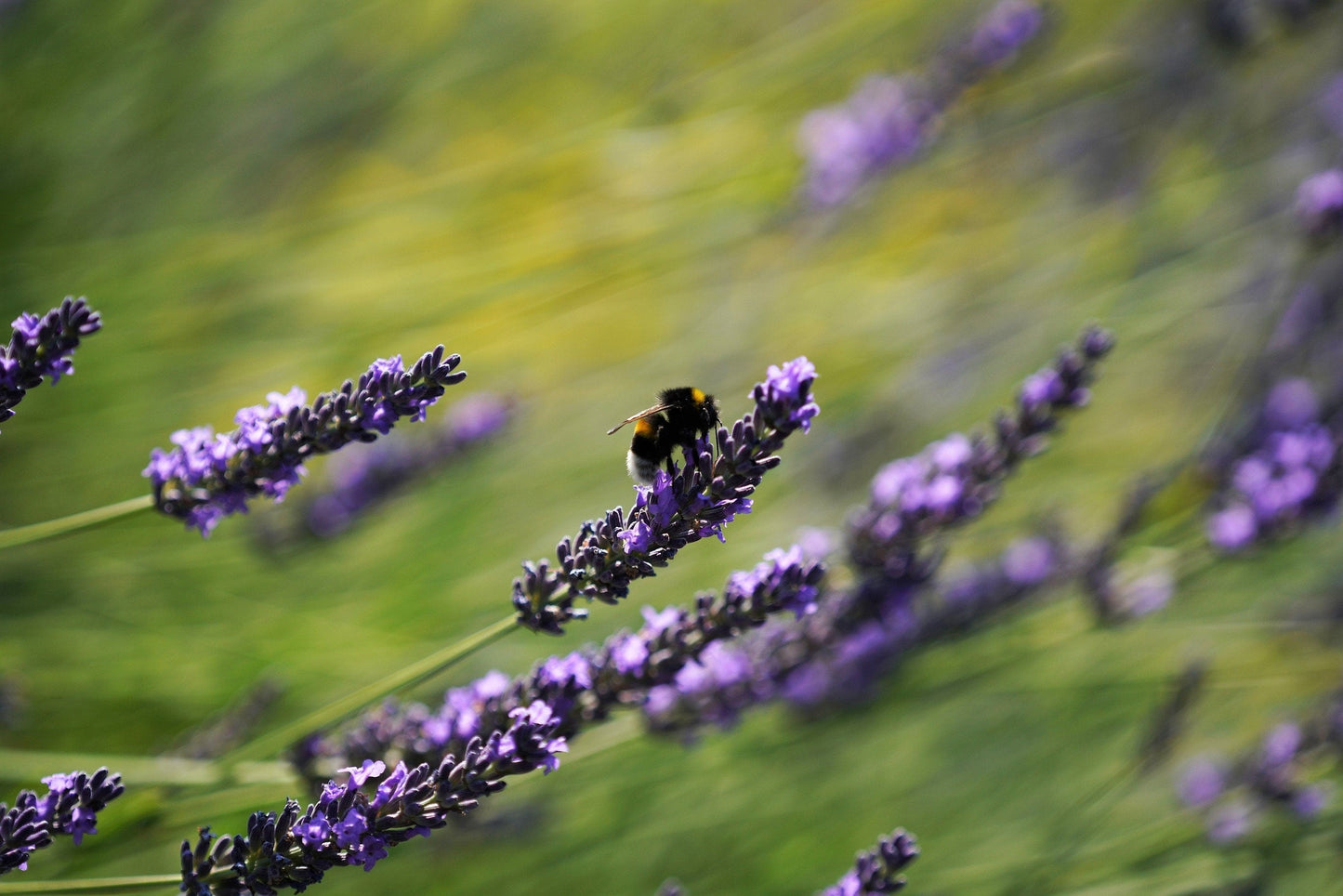 150 Portuguese SPIKE LAVENDER Lavandula Latifolia syn. Spica Broadleaved Fragrant Blue Purple Flower Herb Seeds