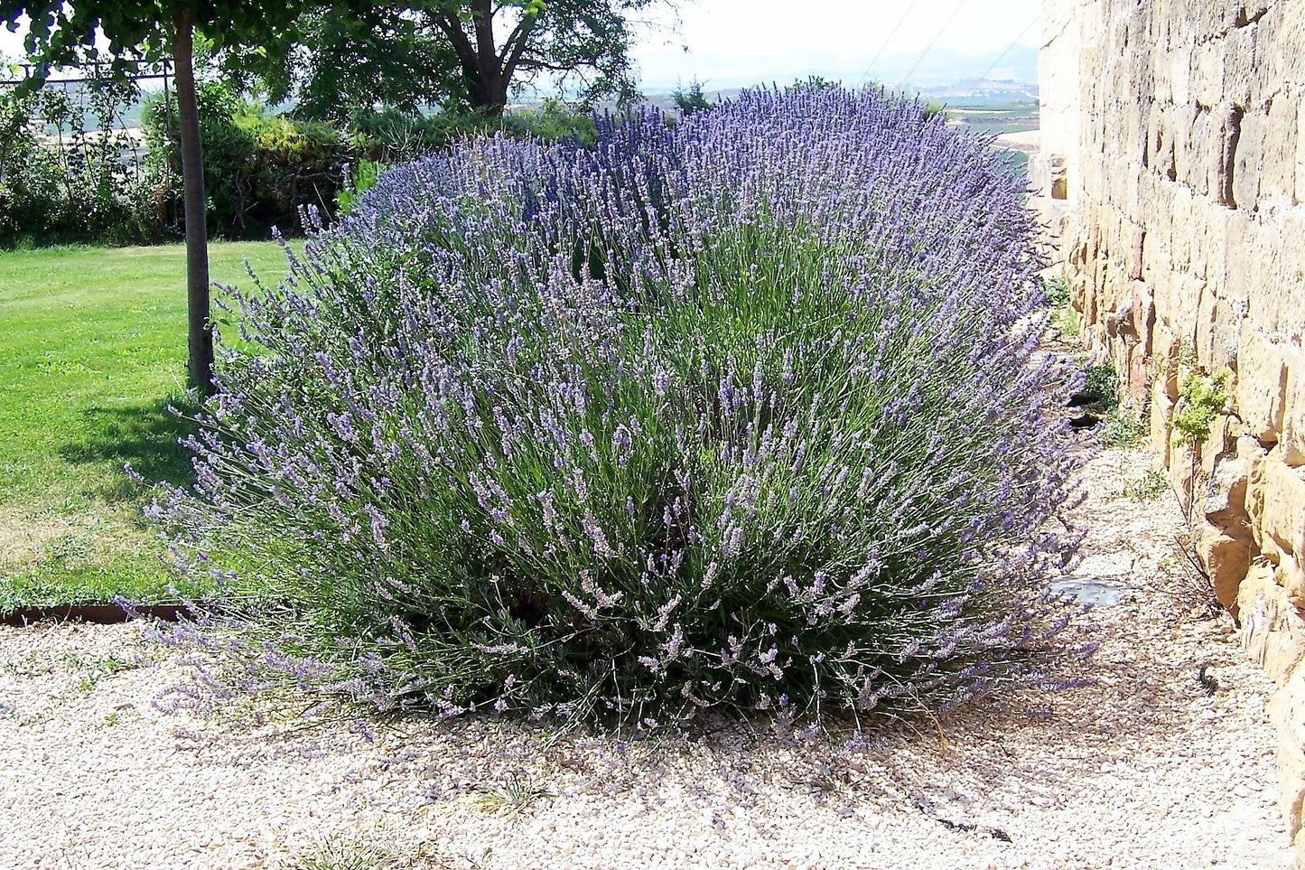 150 Portuguese SPIKE LAVENDER Lavandula Latifolia syn. Spica Broadleaved Fragrant Blue Purple Flower Herb Seeds