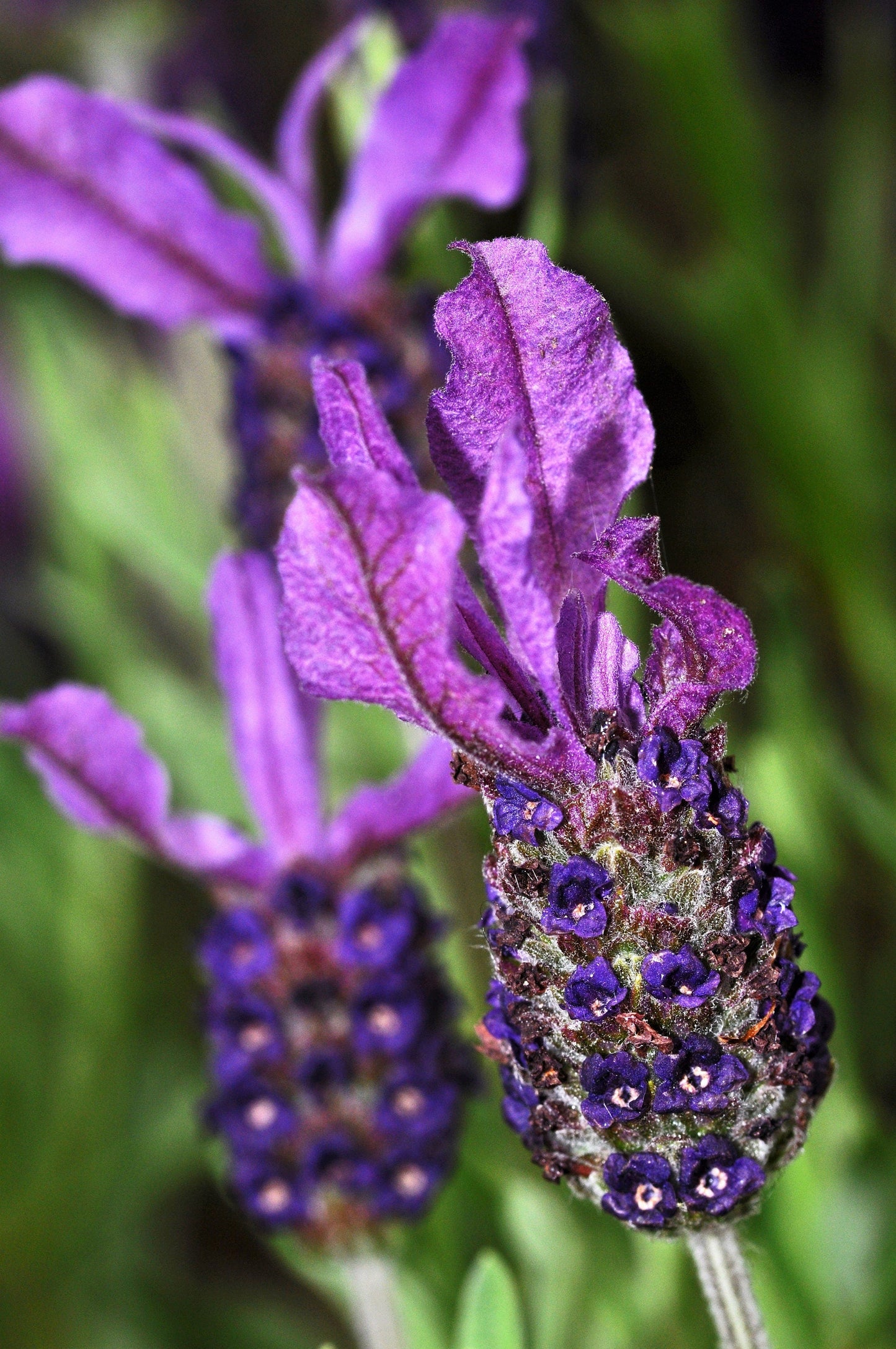100 FRENCH LAVENDER aka Butterfly Lavender, Spanish, Topped Lavandula Stoechas Fragrant Blue Purple Flower Herb Seeds