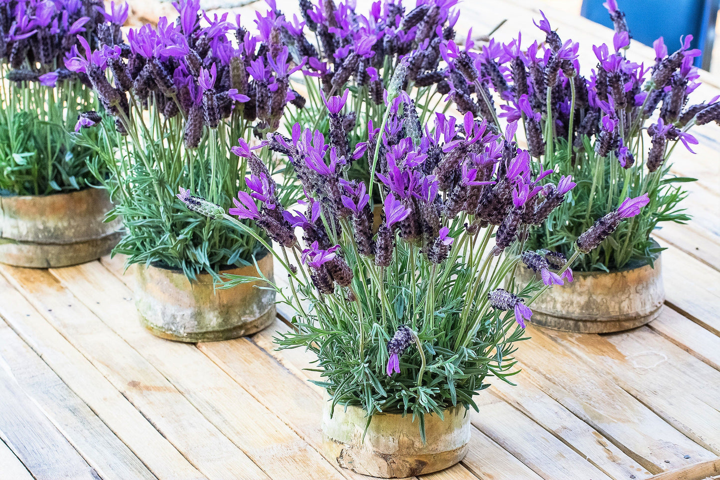 100 FRENCH LAVENDER aka Butterfly Lavender, Spanish, Topped Lavandula Stoechas Fragrant Blue Purple Flower Herb Seeds