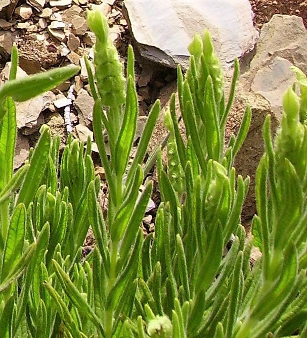 20 YELLOW LAVENDER Lavandula Viridis aka Canary Island, Green, White, Spanish, Portuguese, Madeira, Lemon Fragrant Flower Herb Seeds