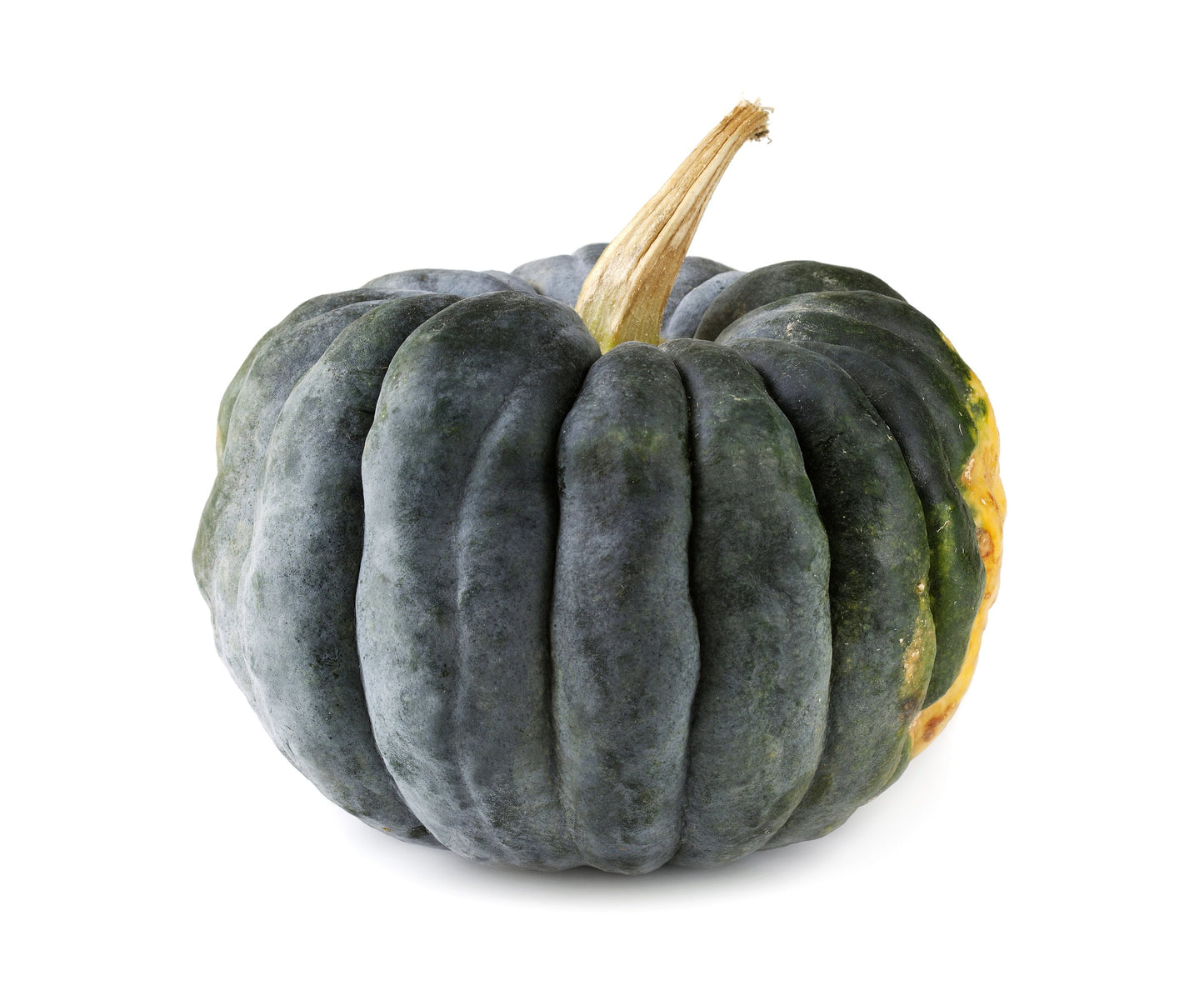 20 BLACK FUTSU SQUASH Multicolored Wrinkly Skin Gold Flesh Japanese Heirloom Pumpkin Ornamental Edible Cucurbita Moschata Vegetable Seeds