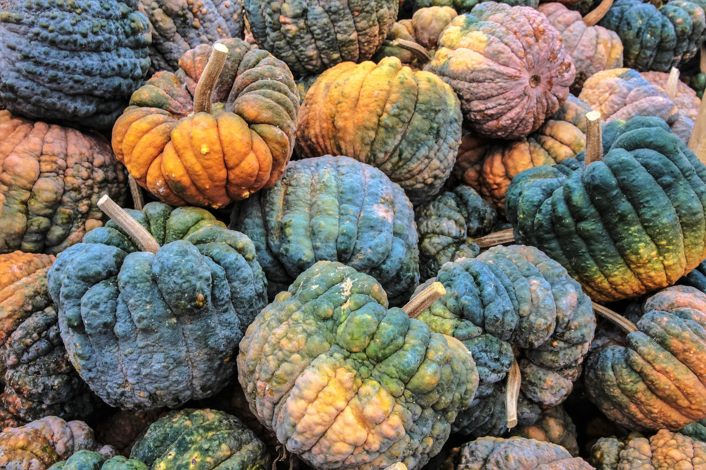 20 BLACK FUTSU SQUASH Multicolored Wrinkly Skin Gold Flesh Japanese Heirloom Pumpkin Ornamental Edible Cucurbita Moschata Vegetable Seeds