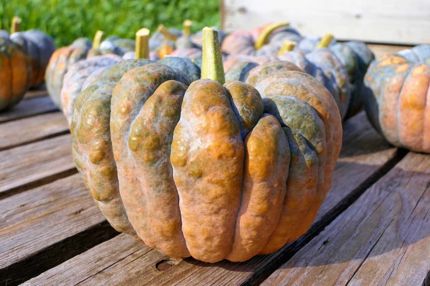20 BLACK FUTSU SQUASH Multicolored Wrinkly Skin Gold Flesh Japanese Heirloom Pumpkin Ornamental Edible Cucurbita Moschata Vegetable Seeds
