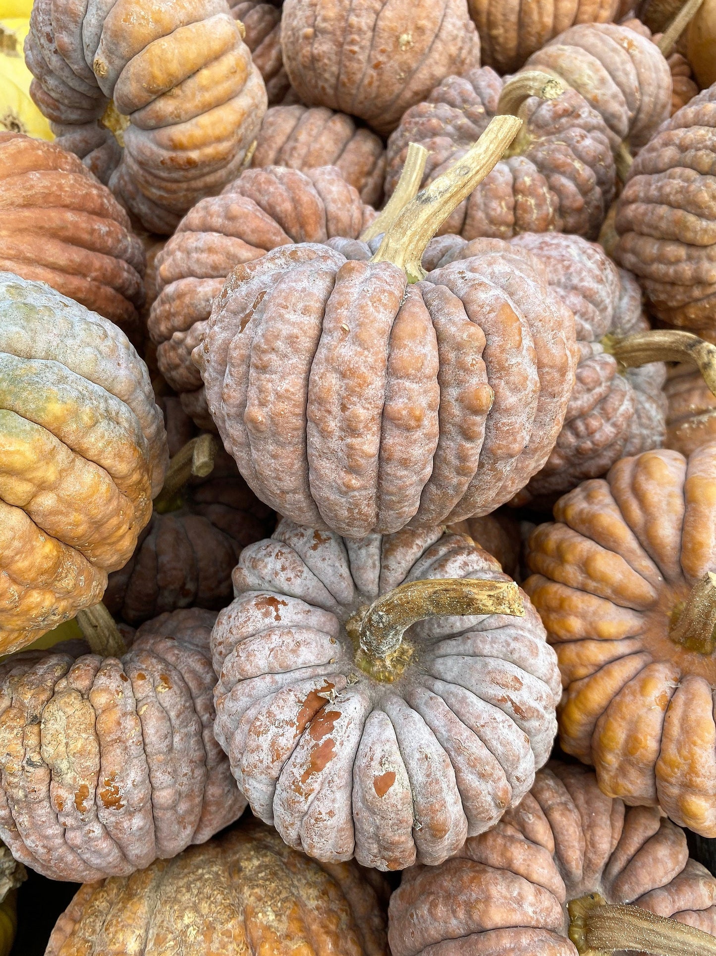 20 BLACK FUTSU SQUASH Multicolored Wrinkly Skin Gold Flesh Japanese Heirloom Pumpkin Ornamental Edible Cucurbita Moschata Vegetable Seeds