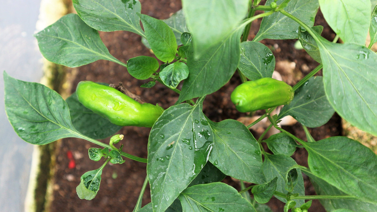 25 GIANT ACONCAGUA PEPPER Up to 12" Long Caspsicum Annuum Green Yellow Orange Red Vegetable Seeds
