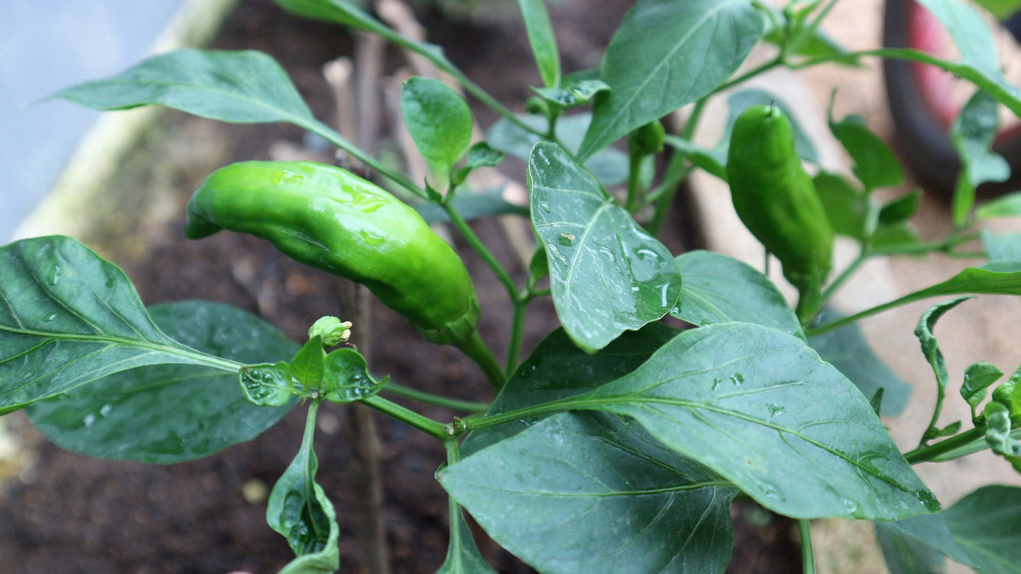 25 GIANT ACONCAGUA PEPPER Up to 12" Long Caspsicum Annuum Green Yellow Orange Red Vegetable Seeds