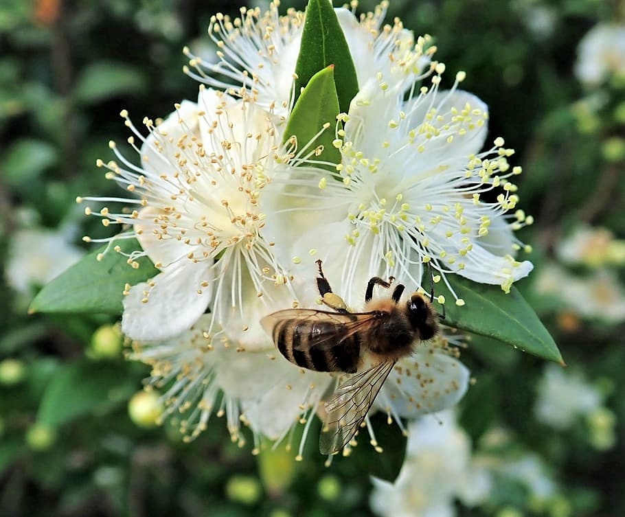 20 TRUE MYRTLE Myrtus Communis aka Common & Sweet Myrtle Fragrant White Flower Edible Blue Berry Fruit Shrub Seeds