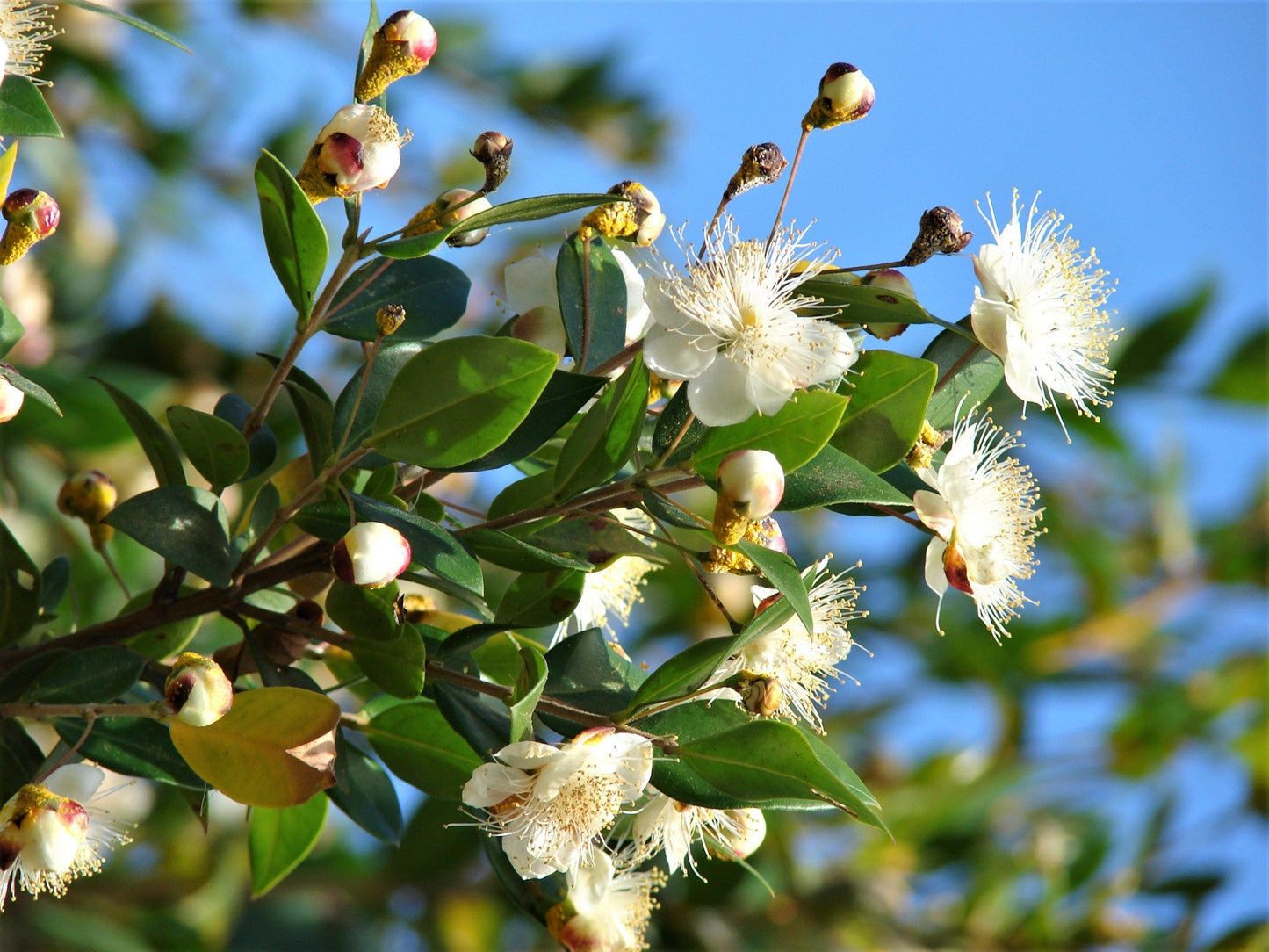 20 TRUE MYRTLE Myrtus Communis aka Common & Sweet Myrtle Fragrant White Flower Edible Blue Berry Fruit Shrub Seeds