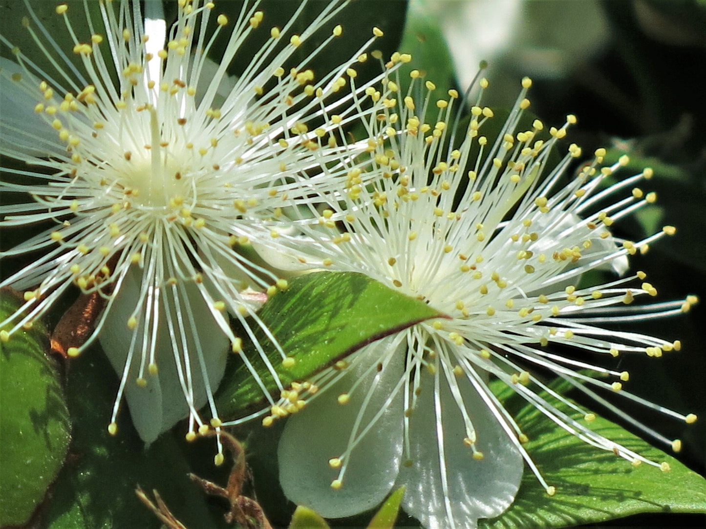 20 TRUE MYRTLE Myrtus Communis aka Common & Sweet Myrtle Fragrant White Flower Edible Blue Berry Fruit Shrub Seeds