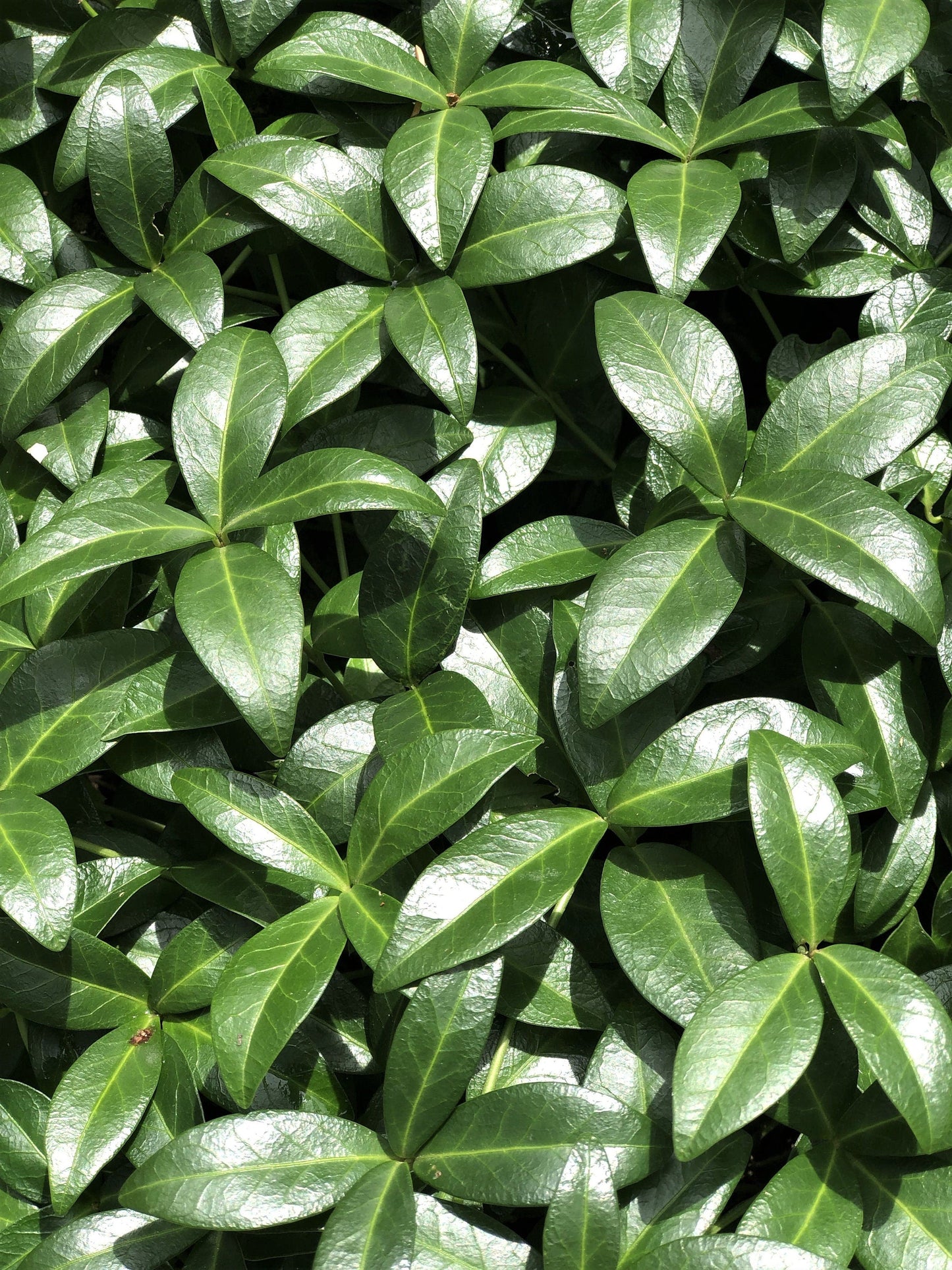 20 TRUE MYRTLE Myrtus Communis aka Common & Sweet Myrtle Fragrant White Flower Edible Blue Berry Fruit Shrub Seeds