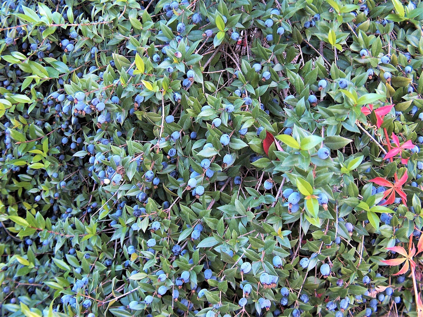 20 TRUE MYRTLE Myrtus Communis aka Common & Sweet Myrtle Fragrant White Flower Edible Blue Berry Fruit Shrub Seeds