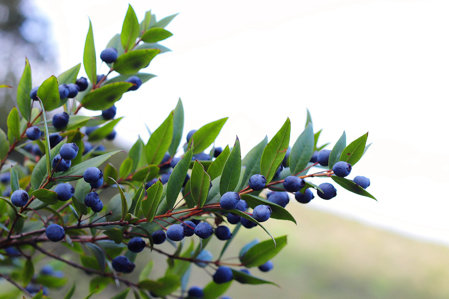 20 TRUE MYRTLE Myrtus Communis aka Common & Sweet Myrtle Fragrant White Flower Edible Blue Berry Fruit Shrub Seeds