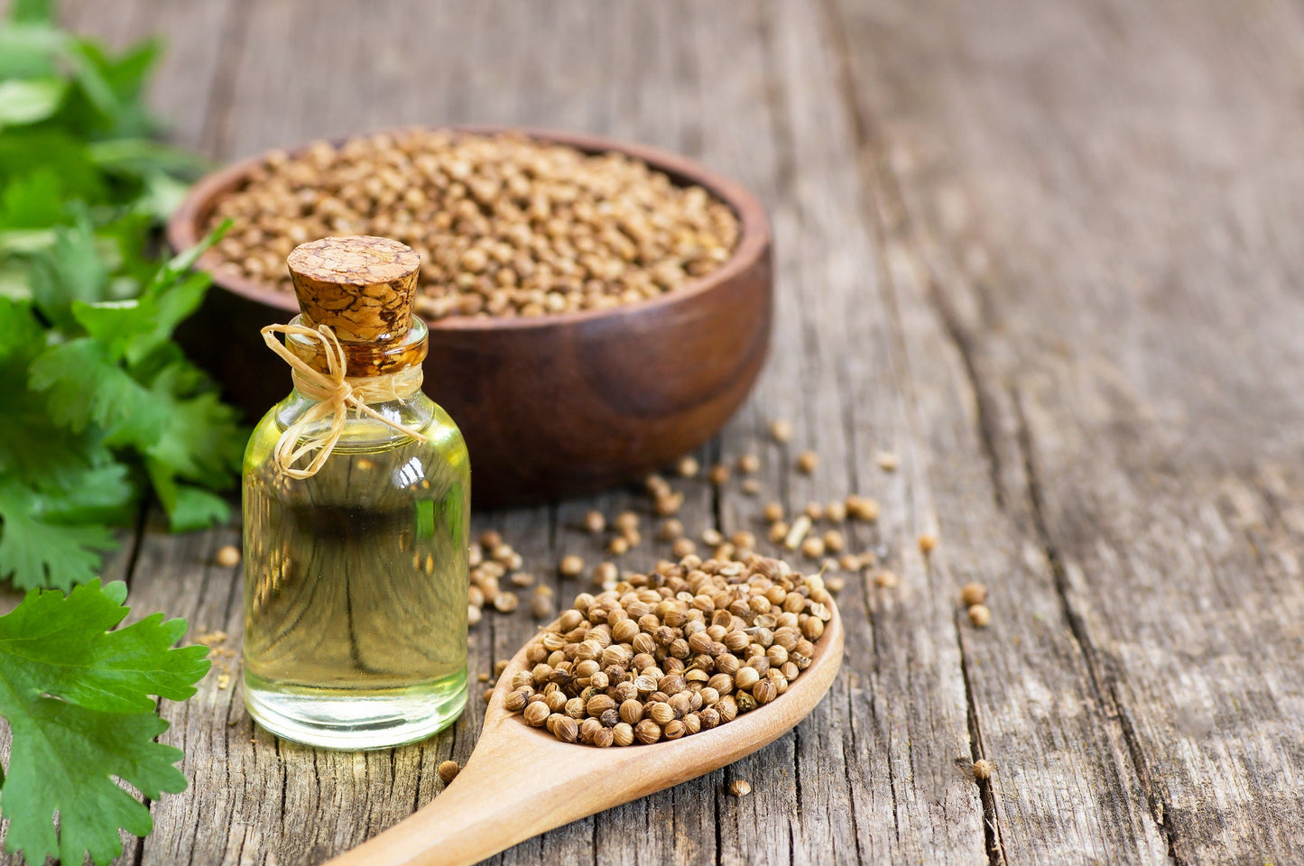 25 Organic DWARF LEMON CILANTRO Coriander Spice Coriandrum Sativum Fragrant Herb Seeds