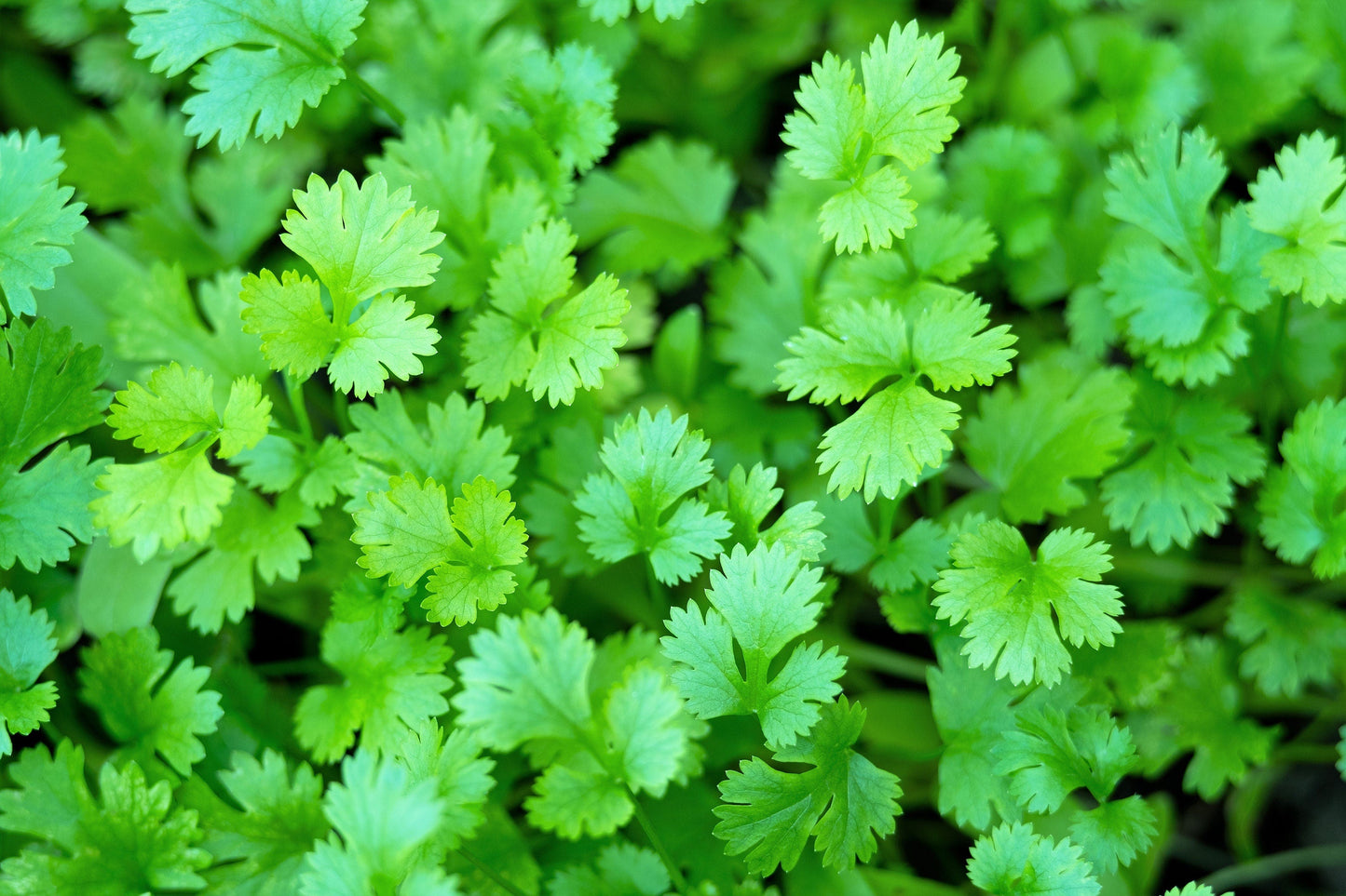 25 Organic DWARF LEMON CILANTRO Coriander Spice Coriandrum Sativum Fragrant Herb Seeds